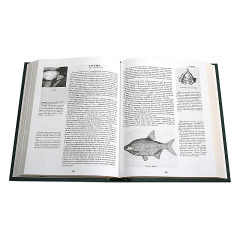 Подарочная книга "Жизнь и ловля пресноводных рыб" Сабанеева Л.П. - рис 9.