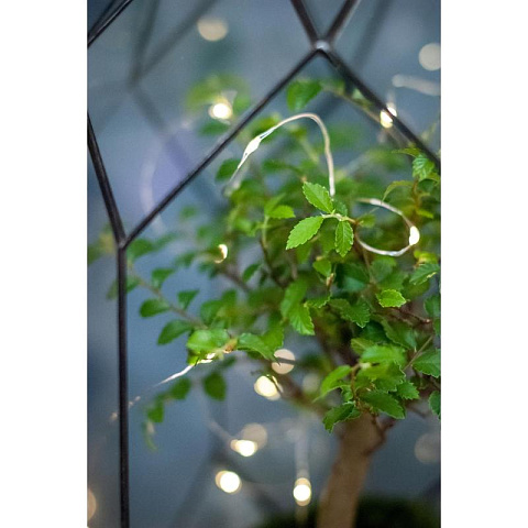 Флорариум Вяз в стеклянном саду - рис 3.