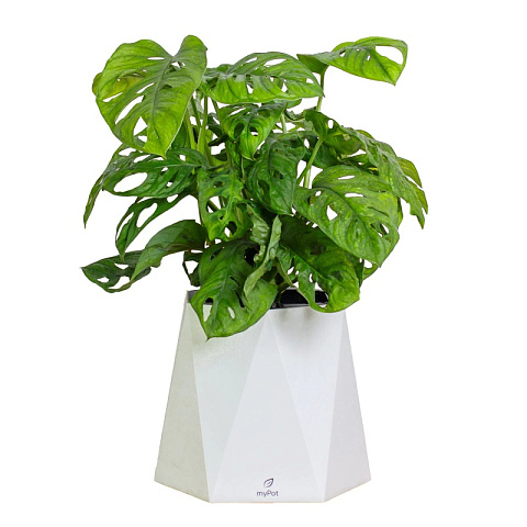 myPot с растением Монстера - рис 2.